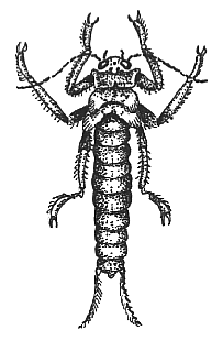 The Stonefly Nymph